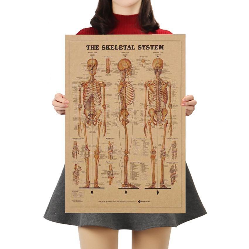 Human Skeleton Structure Kraft Paper Wall Art Print (42x29cm) - Fansee Australia