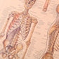 Human Skeleton Structure Kraft Paper Wall Art Print (42x29cm) - Fansee Australia